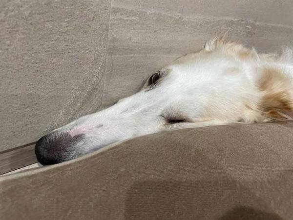 ボルゾイの姿に、飼い主が『爆笑』　２枚の写真に「吹き出した」