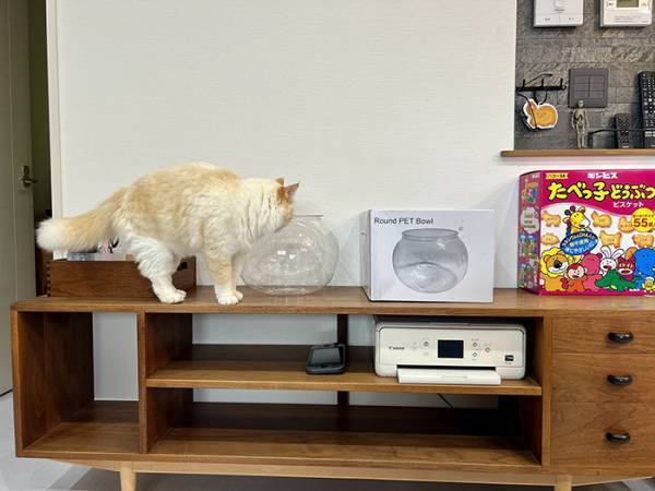 飼い主「思ってた結果と違った」　猫の行動に「そっちかーい！」「オチに吹いた」