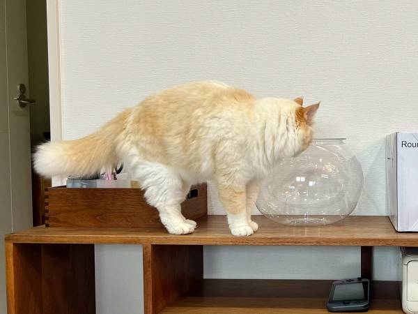 飼い主「思ってた結果と違った」　猫の行動に「そっちかーい！」「オチに吹いた」