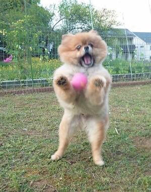 ボール遊びする犬