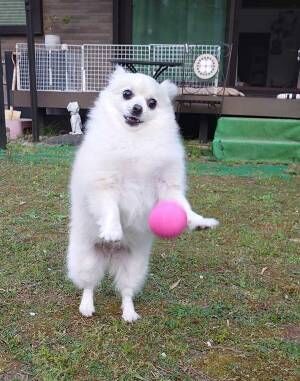 ボール遊びする犬