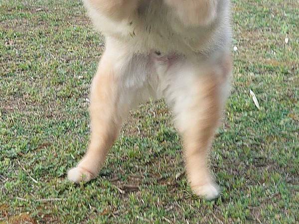 「ボール遊び、ちょっと下手」　犬の写真に「声を出して笑った」「めちゃくちゃいい」