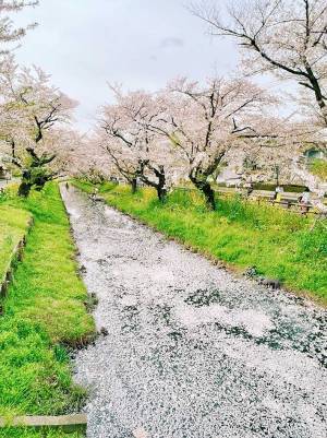 桜を見ていたら、年配の女性に声をかけられ…　いわれた言葉に「こういう人はきっと…」