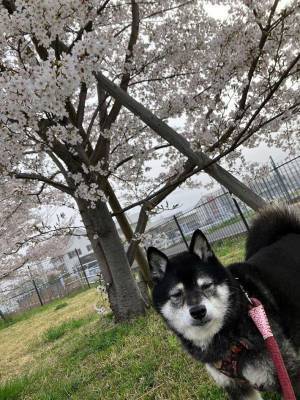 桜の下で記念写真、撮った１枚を見たら…　「爆笑した」「夜勤明けかよ」