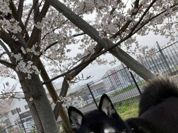 桜の下で記念写真、撮った１枚を見たら…　「爆笑した」「夜勤明けかよ」