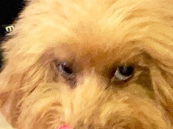 動物病院に連行されたプードル　帰宅後の姿がこちら