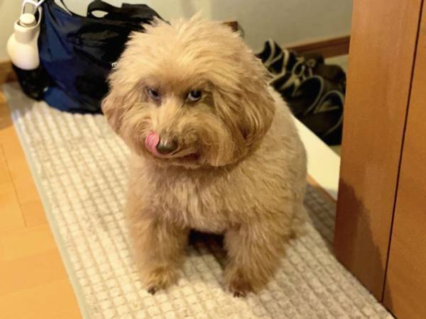 動物病院に連行されたプードル　帰宅後の姿がこちら