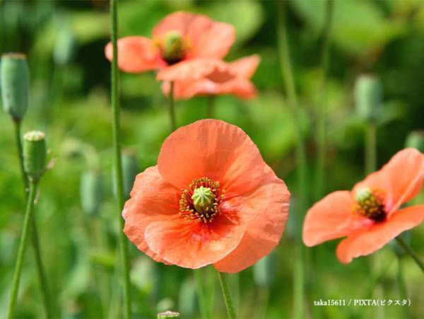 素手で触らないで！　道端で見かけるあの花、実は…「知らなかった」「気を付ける」
