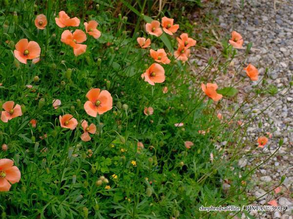 素手で触らないで！　道端で見かけるあの花、実は…「知らなかった」「気を付ける」