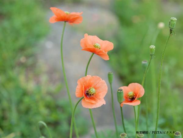 素手で触らないで！　道端で見かけるあの花、実は…「知らなかった」「気を付ける」