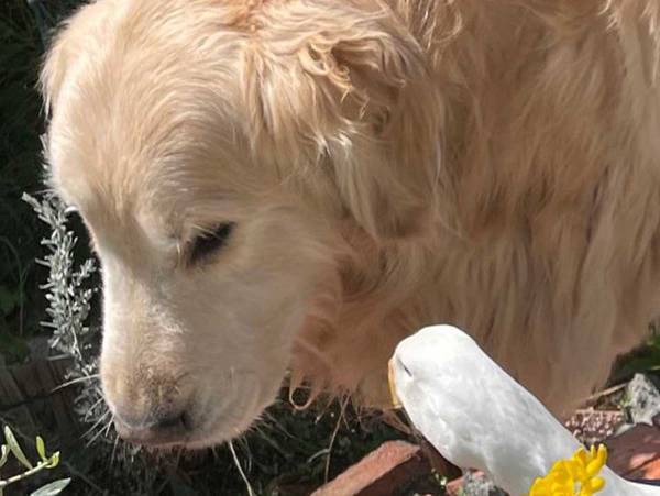 犬と育ったアヒル　犬が水を飲もうとすると…「笑った」「めっちゃめり込んでる」