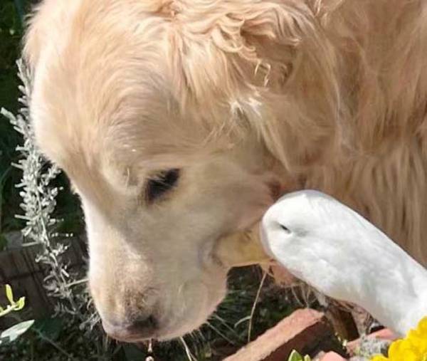 犬と育ったアヒル　犬が水を飲もうとすると…「笑った」「めっちゃめり込んでる」