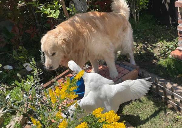 犬と育ったアヒル　犬が水を飲もうとすると…「笑った」「めっちゃめり込んでる」