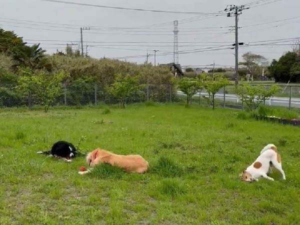 愛犬たちが『予想外な姿』に…　ドッグランの様子を映した動画に「ワロタ」