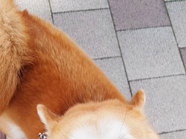 散歩中、柴犬を見ると？　その姿に「これはヤバイやつ」「吹いた」