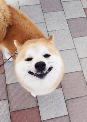 散歩中、柴犬を見ると？　その姿に「これはヤバイやつ」「吹いた」