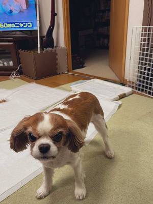 犬の表情に『１２万いいね』！　「アニメみたい」「こんな顔できるんだ…」