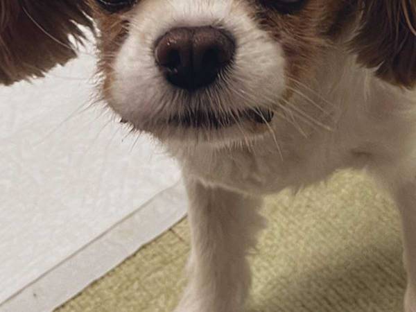 犬の表情に『１２万いいね』！　「アニメみたい」「こんな顔できるんだ…」