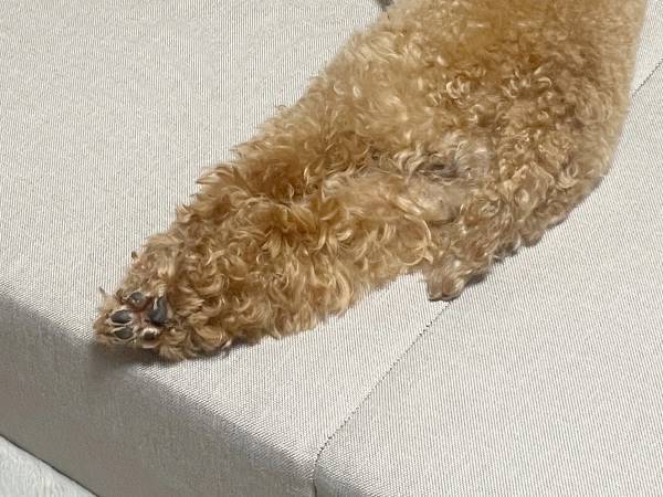 「うちの犬の形状がおかしい」　その姿に「どうなってるの」「二度見した」