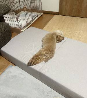 「うちの犬の形状がおかしい」　その姿に「どうなってるの」「二度見した」