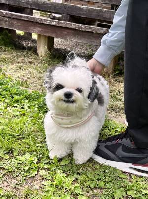 ドッグランでビビる犬　犬見知りした結果…「吹いた」「人間の子供かな？」