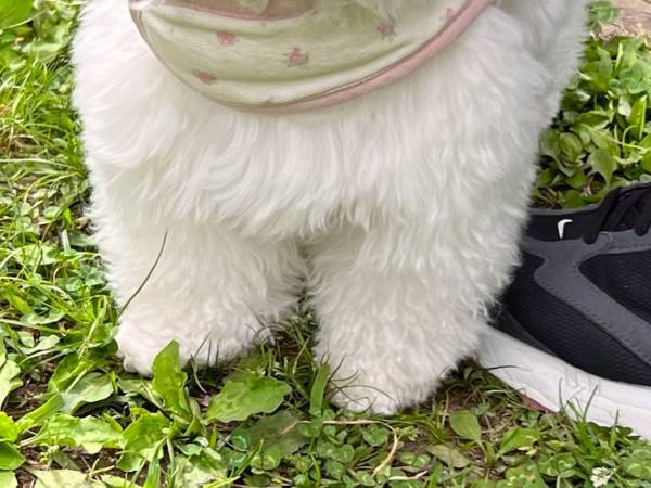 ドッグランでビビる犬　犬見知りした結果…「吹いた」「人間の子供かな？」