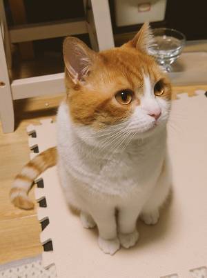 飼い主が「お風呂入る？」と聞くと…　猫の反応に「マジでこれ」「露骨かよ！」