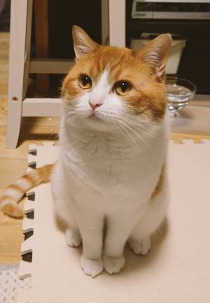 飼い主が「お風呂入る？」と聞くと…　猫の反応に「マジでこれ」「露骨かよ！」