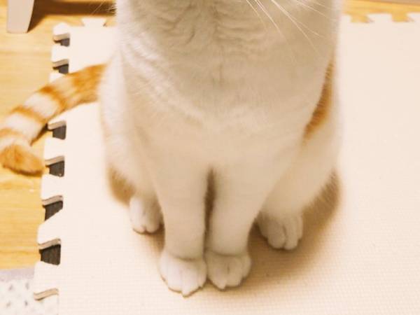 飼い主が「お風呂入る？」と聞くと…　猫の反応に「マジでこれ」「露骨かよ！」