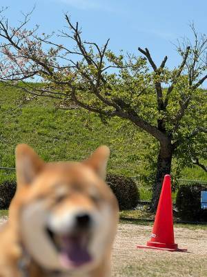 桜の木の下で笑顔の柴犬　飼い主が撮影した１枚に「吹いた」「最高です」