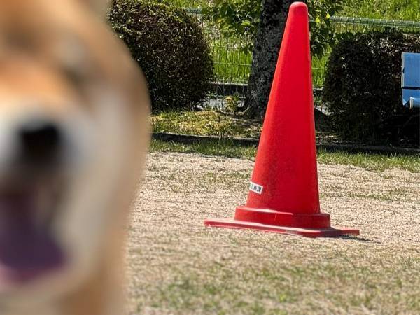 桜の木の下で笑顔の柴犬　飼い主が撮影した１枚に「吹いた」「最高です」