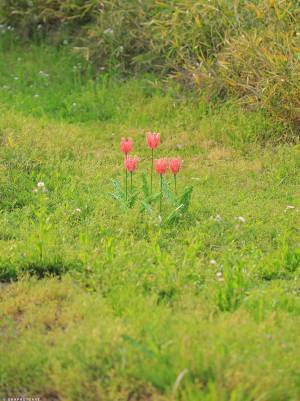 チューリップを写した写真、実はコレ…　正体に「すごすぎる」「脱帽です」