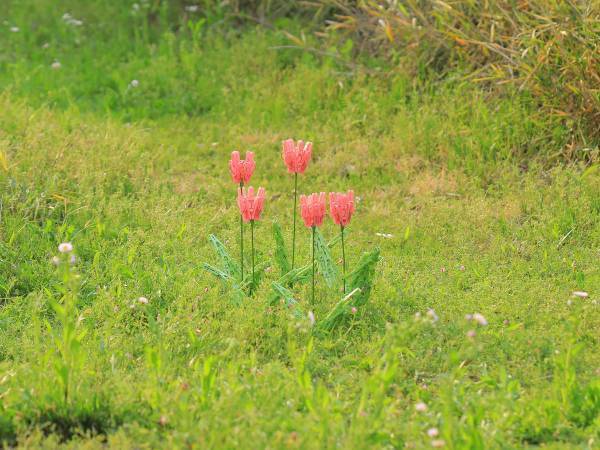 チューリップを写した写真、実はコレ…　正体に「すごすぎる」「脱帽です」