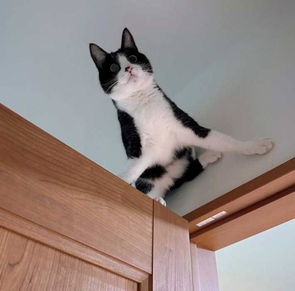 どこに座ってるの…　飼い主が上を見ると？　「忍者かよ」「重力への反抗期」