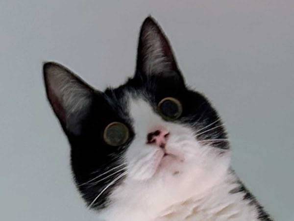 どこに座ってるの…　飼い主が上を見ると？　「忍者かよ」「重力への反抗期」