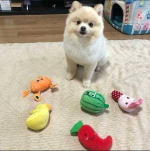 オモチャを並べるポメラニアン　だけど、全部…　写真に「笑った」「自慢げ」