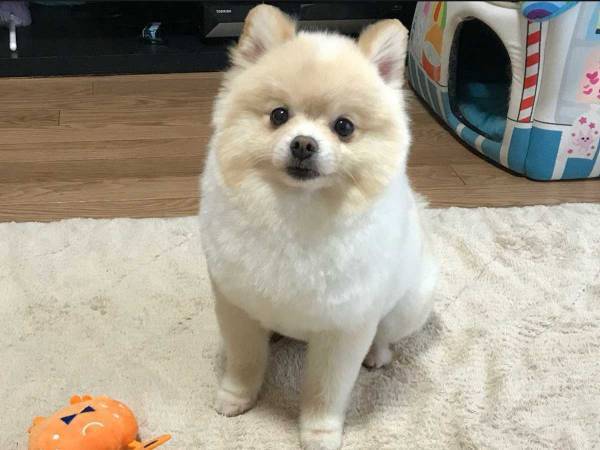 オモチャを並べるポメラニアン　だけど、全部…　写真に「笑った」「自慢げ」