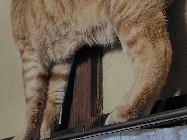 カーテンレールを歩く猫　なんかおかしくね？　「屏風の猫が出てきたのかな」