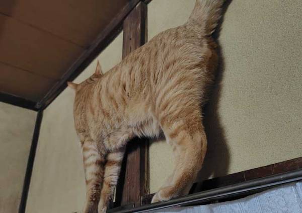 カーテンレールを歩く猫　なんかおかしくね？　「屏風の猫が出てきたのかな」