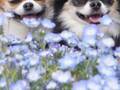 愛犬たちの写真を撮る飼い主　至福のひと時を堪能する姿に「幸せな世界」「幸せとチワワを掛けたのかな」