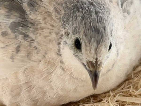 ヒナを育てる母鳥　背中から何かが生えている…　「なんか強そう」「キノコかと思った