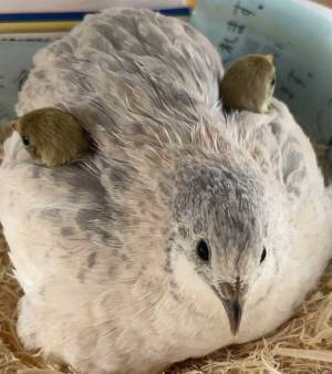 ヒナを育てる母鳥　背中から何かが生えている…　「なんか強そう」「キノコかと思った