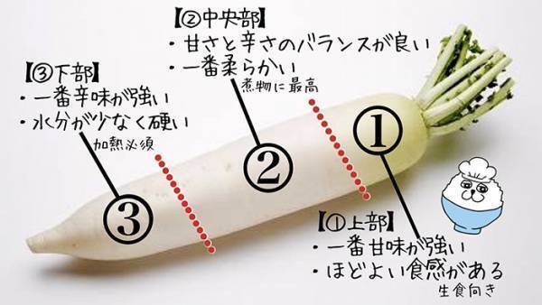 「これは永久保存版だ」　ダイコンの豆知識に「知らなかった」「めっちゃ助かる」