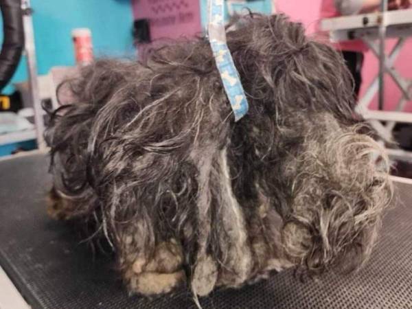 毛が伸びすぎた犬　世話を怠った飼い主に、称賛の声が上がったワケは？