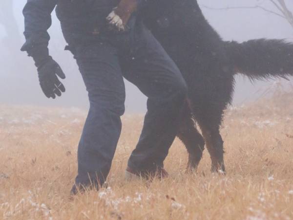 ほほ笑ましい光景のはずなのに…　夫と愛犬の姿に「完全にそれ」「ごめん笑った」