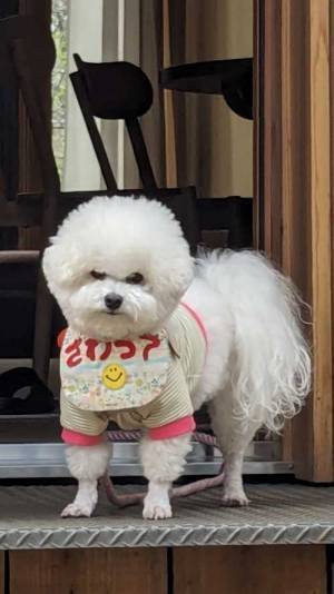 犬「さわって」　めちゃくちゃ不機嫌そうな表情をご覧ください