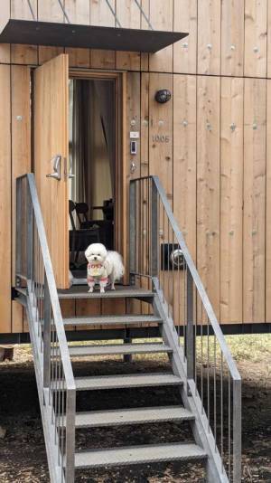 犬「さわって」　めちゃくちゃ不機嫌そうな表情をご覧ください