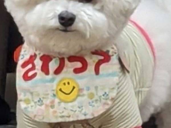 犬「さわって」　めちゃくちゃ不機嫌そうな表情をご覧ください