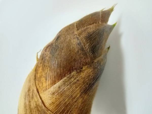 タケノコの下処理はこうする！　企業の手ほどきに「意外と簡単だった」