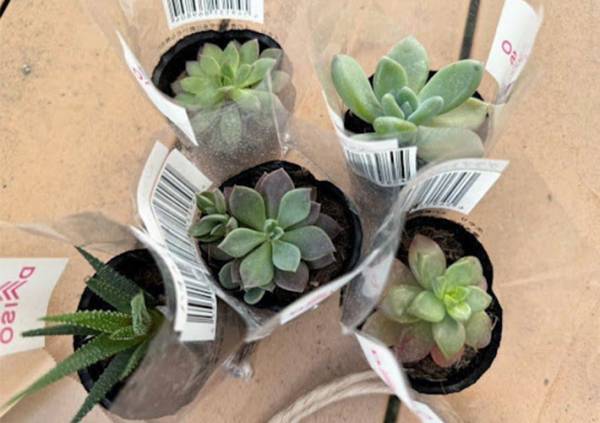 いつも捨ててるトマト缶　驚きのリメイクに「捨てなくてよかった！」